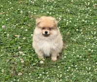 Nash, a male Pomeranian for sale in Dawsonville, GA – 1 of 6