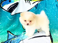 Woody, a male Pomeranian for sale in Dawsonville, GA – 3 of 6