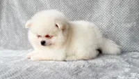 Willow, a female Pomeranian for sale in Dawsonville, GA – Photo 2 of 6