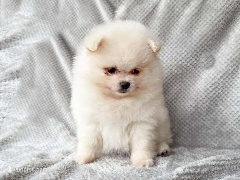 Willow – Pomeranian puppy for sale in Dawsonville, GA