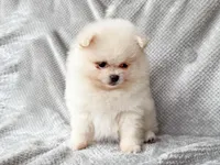Willow, a female Pomeranian for sale in Dawsonville, GA – Photo 1 of 6