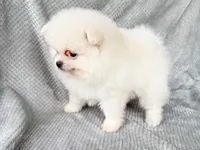 Willow, a female Pomeranian for sale in Dawsonville, GA – Photo 3 of 6