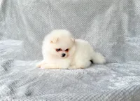 Willow, a female Pomeranian for sale in Dawsonville, GA – Photo 4 of 6