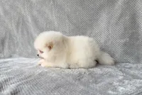 Willow, a female Pomeranian for sale in Dawsonville, GA – Photo 5 of 6