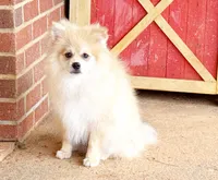 Timber, a male Pomeranian for sale in Dawsonville, GA – 6 of 6