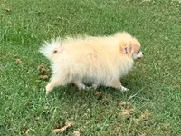 Oliver, a male Pomeranian for sale in Dawsonville, GA – 4 of 6