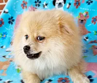 Oliver, a male Pomeranian for sale in Dawsonville, GA – 5 of 6