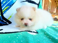 Buzz Lightyear, a male Pomeranian for sale in Dawsonville, GA – 5 of 6