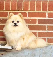 Dolly - CKC Pomeranian , a female Pomeranian for sale in Dawsonville, GA – 2 of 6