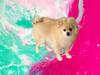 Oliver, a male Pomeranian for sale in Dawsonville, GA – 6 of 6