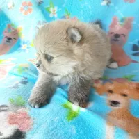 BABYCAKES - CKC Pomeranian, a female Pomeranian for sale in Dawsonville, GA – 5 of 6
