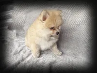 Timber, a male Pomeranian for sale in Dawsonville, GA – 4 of 6