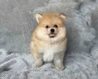 Timber, a male Pomeranian for sale in Dawsonville, GA – 5 of 6