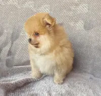 Timber, a male Pomeranian for sale in Dawsonville, GA – 3 of 6