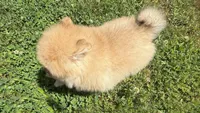 Timber, a male Pomeranian for sale in Dawsonville, GA – 6 of 6