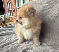 Timber, a male Pomeranian for sale in Dawsonville, GA – 2 of 6