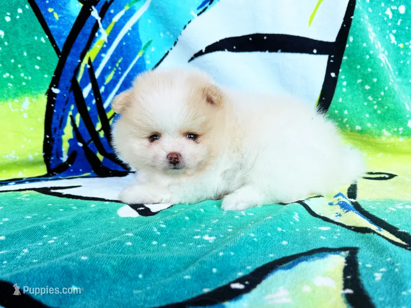 Buzz Lightyear – Pomeranian puppy for sale in Dawsonville, GA