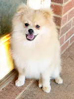 Oliver, a male Pomeranian for sale in Dawsonville, GA – 1 of 6