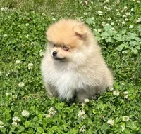 Oliver, a male Pomeranian for sale in Dawsonville, GA – 5 of 6