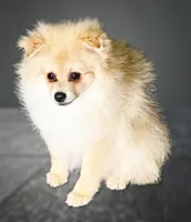 Nash, a male Pomeranian for sale in Dawsonville, GA – 1 of 6