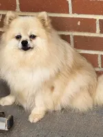 Dolly - CKC Pomeranian , a female Pomeranian for sale in Dawsonville, GA – 6 of 6