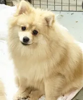 Nash - CKC Pomeranian, a male Pomeranian for sale in Dawsonville, GA – 3 of 6