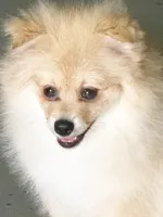 Nash, a male Pomeranian for sale in Dawsonville, GA – 3 of 6