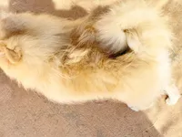 Oliver, a male Pomeranian for sale in Dawsonville, GA – 6 of 6