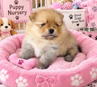 PEACHES - CKC Pomeranian, a female Pomeranian for sale in Dawsonville, GA – 5 of 6