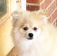 Timber, a male Pomeranian for sale in Dawsonville, GA – 1 of 6