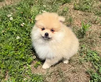 Oliver, a male Pomeranian for sale in Dawsonville, GA – 3 of 6