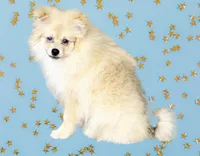 Nash, a male Pomeranian for sale in Dawsonville, GA – 2 of 6