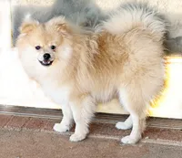 Oliver, a male Pomeranian for sale in Dawsonville, GA – 3 of 6
