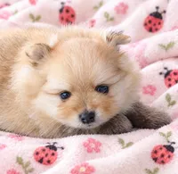 LADYBUG - CKC Pomeranian, a female Pomeranian for sale in Dawsonville, GA – 3 of 6