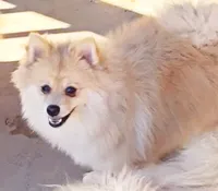 Nash - CKC Pomeranian, a male Pomeranian for sale in Dawsonville, GA – 1 of 6