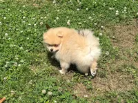 Oliver, a male Pomeranian for sale in Dawsonville, GA – 4 of 6