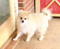 Timber, a male Pomeranian for sale in Dawsonville, GA – 5 of 6