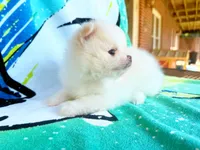Buzz Lightyear, a male Pomeranian for sale in Dawsonville, GA – 3 of 6