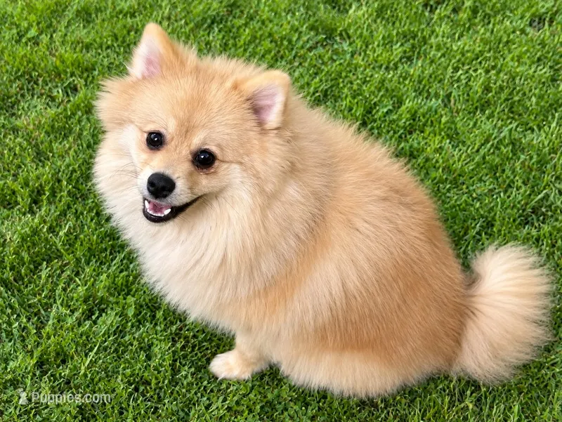Nash - CKC Pomeranian – Pomeranian puppy for sale in Dawsonville, GA