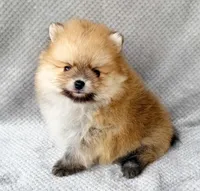 Myles, a male Pomeranian for sale in Dawsonville, GA – Photo 1 of 6