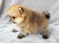 Myles, a male Pomeranian for sale in Dawsonville, GA – Photo 6 of 6