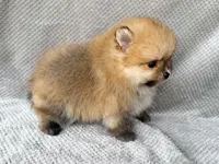 Myles, a male Pomeranian for sale in Dawsonville, GA – Photo 5 of 6