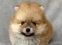 Myles, a male Pomeranian for sale in Dawsonville, GA – Photo 2 of 6