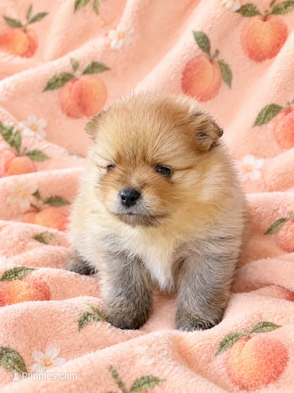 PEACHES - CKC Pomeranian – Pomeranian puppy for sale in Dawsonville, GA