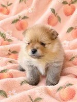 PEACHES - CKC Pomeranian, a female Pomeranian for sale in Dawsonville, GA – 1 of 6