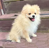 Oliver, a male Pomeranian for sale in Dawsonville, GA – 2 of 6
