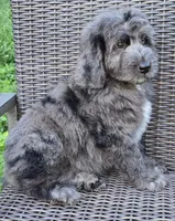 Banner, a male Bernedoodle for sale in Hammonton, NJ – 5 of 10