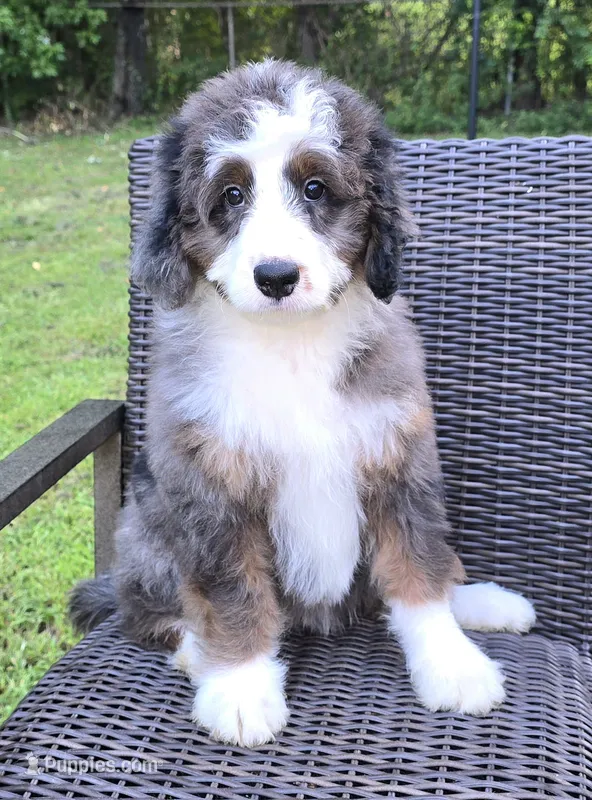 America , a female Bernedoodle for sale in Hammonton, NJ – 1 of 10