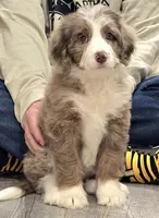 Pink collar female, a female Bernedoodle for sale in Hammonton, NJ – Photo 4 of 9