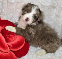 Pink collar female, a female Bernedoodle for sale in Hammonton, NJ – Photo 9 of 9